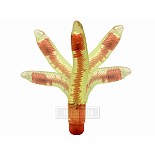 ������� �������� Lady Lambada 
�������� �� ������� � ����������� �������� ���������.