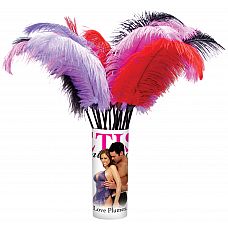  Ff Love Plumes Pipedream 
    .