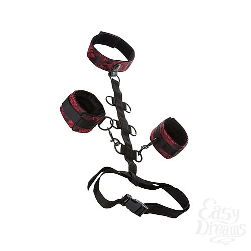  2       Scandal Collar Body Restraint