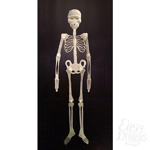Фотография 1:  Скелет флуоресцентный Фотография 1:  Скелет флуоресцентный